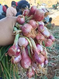 Gapoktan Kalurahan Tepus Panen Bawang Merah, Hasil Uji Coba Lahan Kering Capai 60 Kilogram